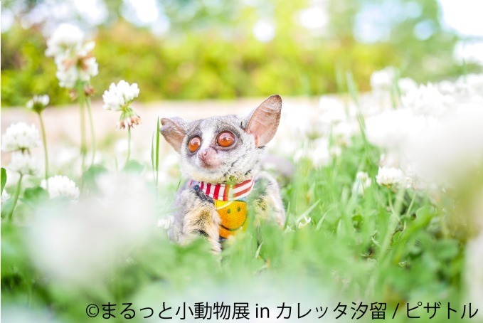 合同写真＆物販展「まるっと小動物展 in カレッタ汐留」ハリネズミやハムスター、ショウガラゴも｜写真8