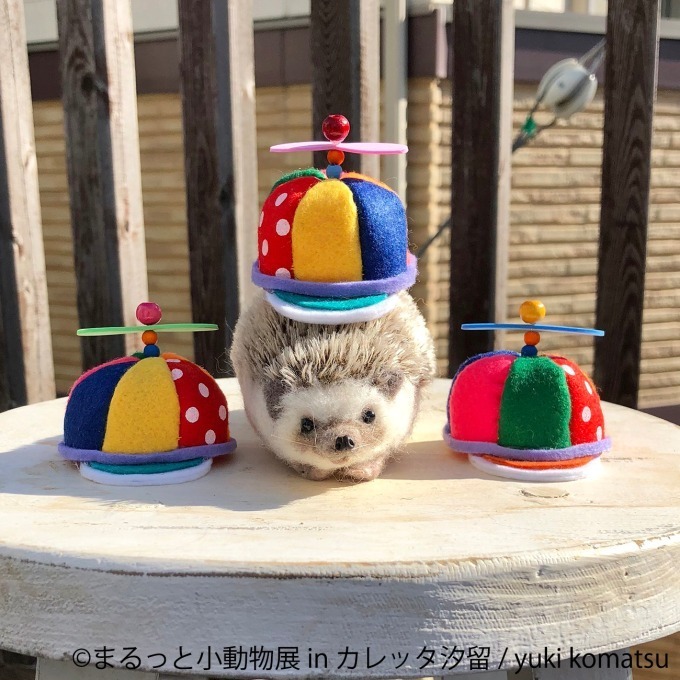 合同写真＆物販展「まるっと小動物展 in カレッタ汐留」ハリネズミやハムスター、ショウガラゴも｜写真19