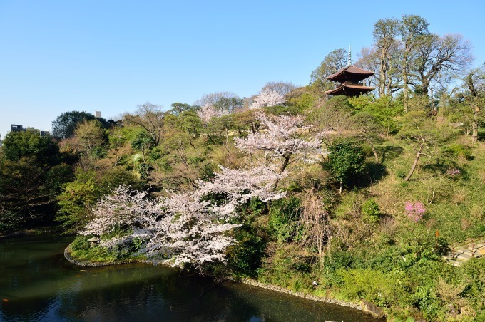 ホテル椿山荘東京「桜アフタヌーンティー」桜あんパンナコッタやよもぎスコーンで“インドア花見”｜写真9