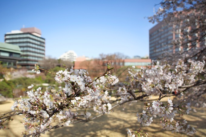 ホテル椿山荘東京「桜アフタヌーンティー」桜あんパンナコッタやよもぎスコーンで“インドア花見”｜写真12