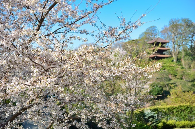 ホテル椿山荘東京「桜アフタヌーンティー」桜あんパンナコッタやよもぎスコーンで“インドア花見”｜写真10