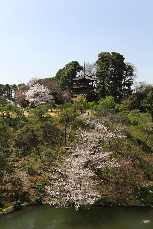 ホテル椿山荘東京「桜アフタヌーンティー」桜あんパンナコッタやよもぎスコーンで“インドア花見”｜写真14