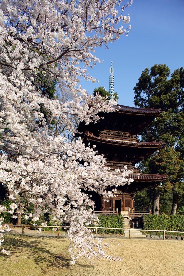 ホテル椿山荘東京「桜アフタヌーンティー」桜あんパンナコッタやよもぎスコーンで“インドア花見”｜写真15