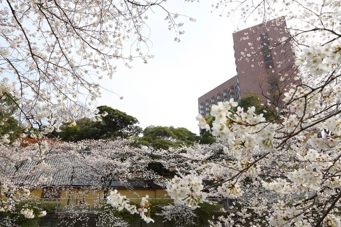 ホテル椿山荘東京「桜アフタヌーンティー」桜あんパンナコッタやよもぎスコーンで“インドア花見”｜写真19