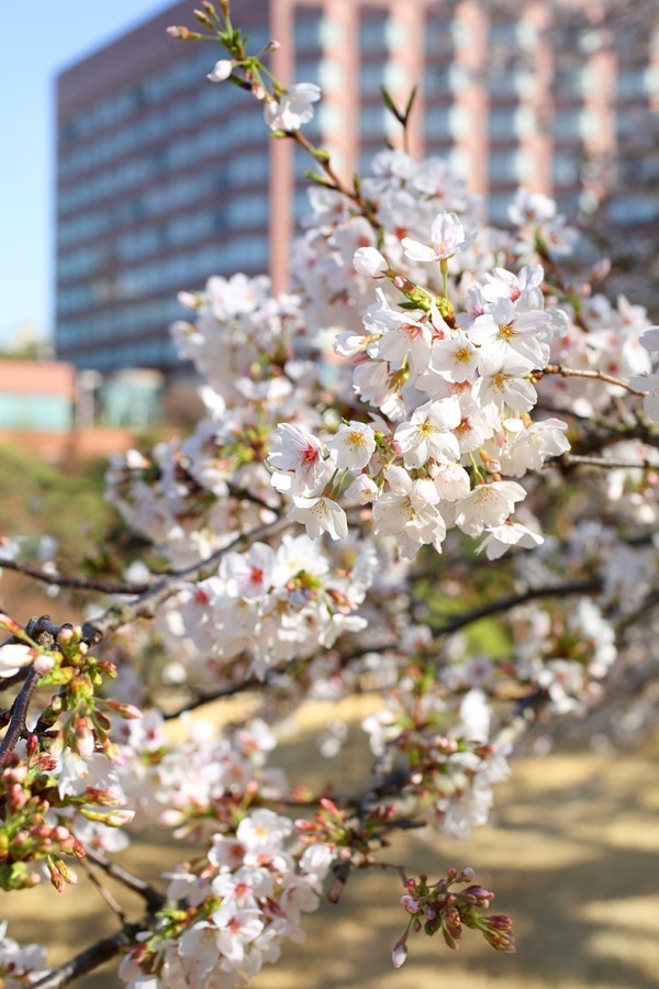 ホテル椿山荘東京「桜アフタヌーンティー」桜あんパンナコッタやよもぎスコーンで“インドア花見”｜写真13