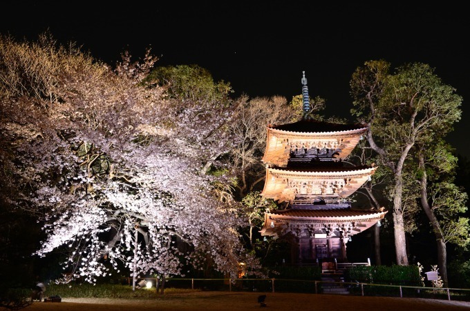 ホテル椿山荘東京「桜アフタヌーンティー」桜あんパンナコッタやよもぎスコーンで“インドア花見”｜写真20