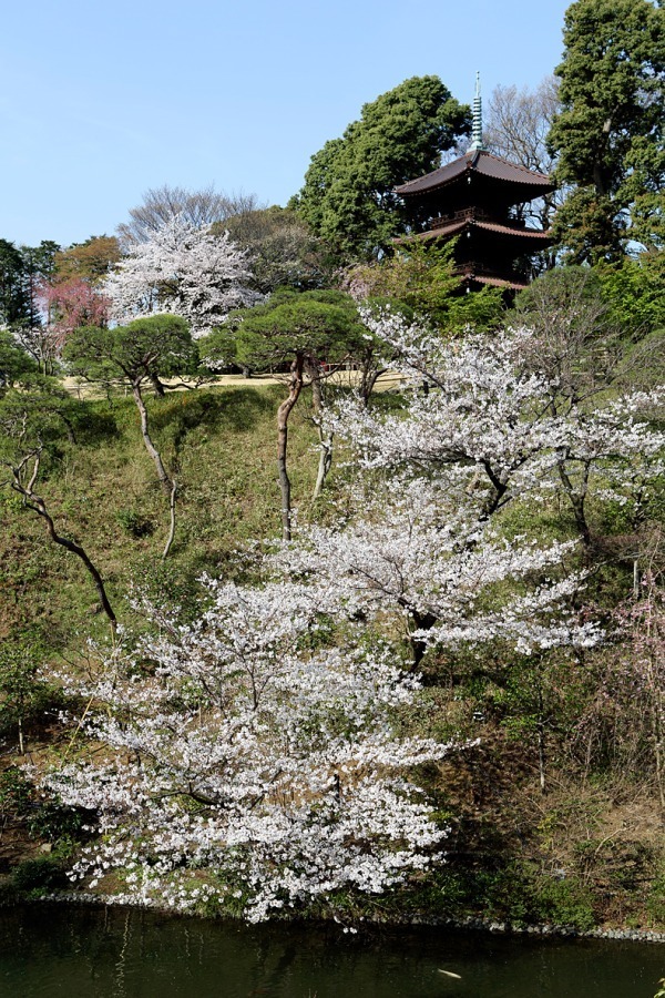 ホテル椿山荘東京「桜アフタヌーンティー」桜あんパンナコッタやよもぎスコーンで“インドア花見”｜写真17