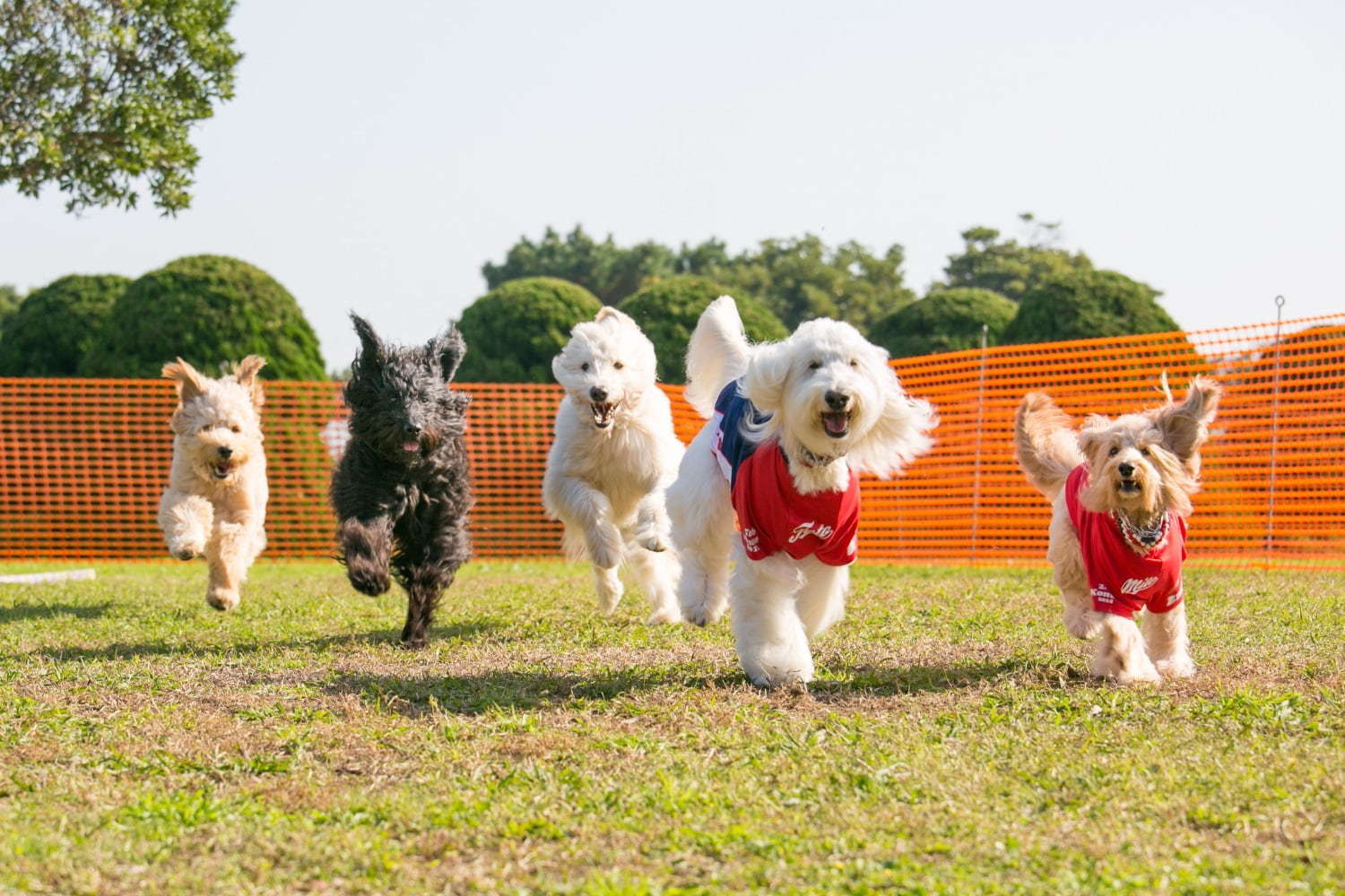 キャンプフェス「GO OUT JAMBOREE」静岡で、アーティストライブ＆野外映画上映会｜写真29