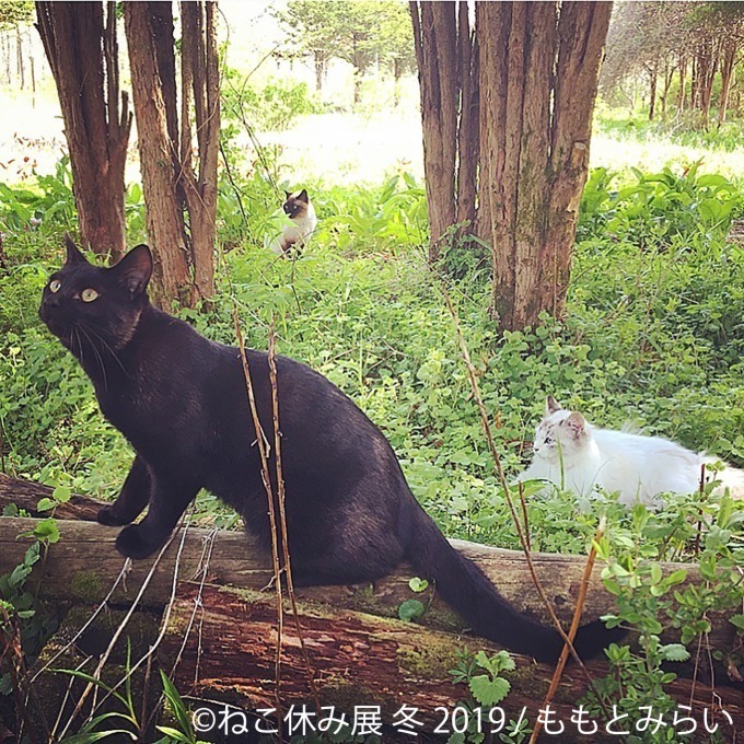 「ねこ休み展」冬の本祭、猫クリエイターの合同写真展＆物販展が東京・浅草橋で開催｜写真15