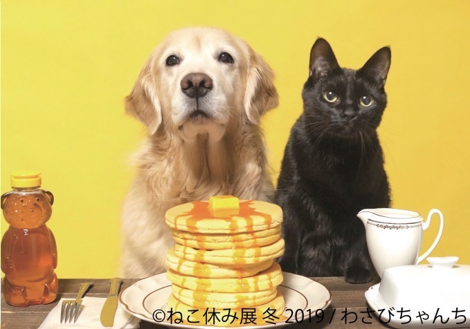 「ねこ休み展」冬の本祭、猫クリエイターの合同写真展＆物販展が東京・浅草橋で開催｜写真16