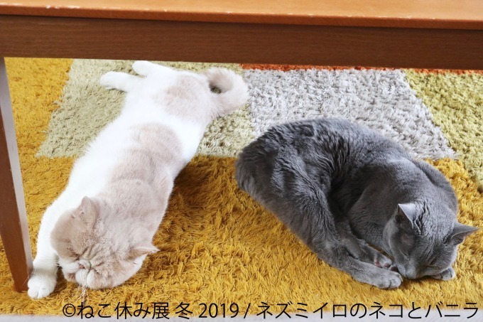 「ねこ休み展」冬の本祭、猫クリエイターの合同写真展＆物販展が東京・浅草橋で開催｜写真17