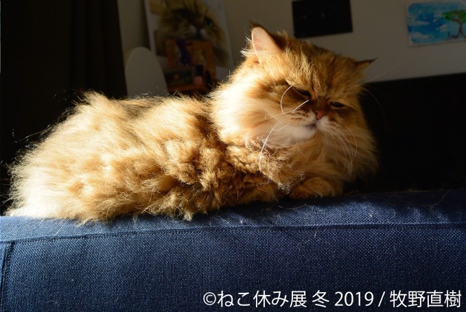 「ねこ休み展」冬の本祭、猫クリエイターの合同写真展＆物販展が東京・浅草橋で開催｜写真21