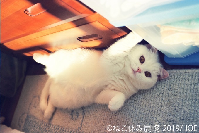 「ねこ休み展」冬の本祭、猫クリエイターの合同写真展＆物販展が東京・浅草橋で開催｜写真2