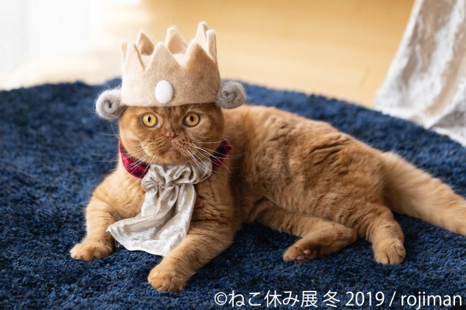 「ねこ休み展」冬の本祭、猫クリエイターの合同写真展＆物販展が東京・浅草橋で開催｜写真12