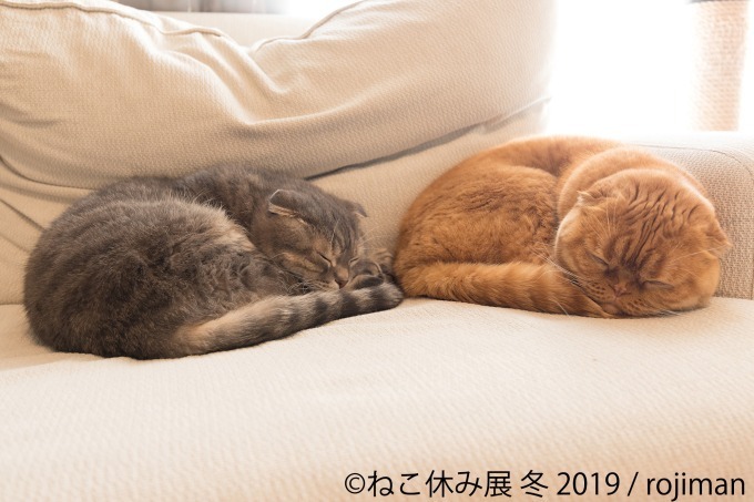 「ねこ休み展」冬の本祭、猫クリエイターの合同写真展＆物販展が東京・浅草橋で開催｜写真10