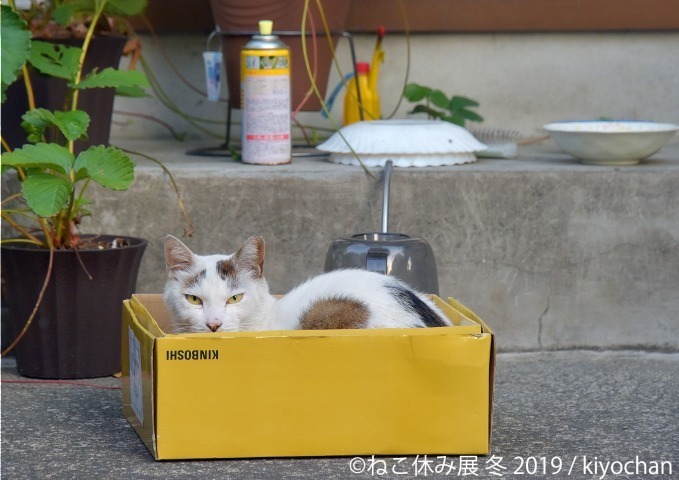 「ねこ休み展」冬の本祭、猫クリエイターの合同写真展＆物販展が東京・浅草橋で開催｜写真5