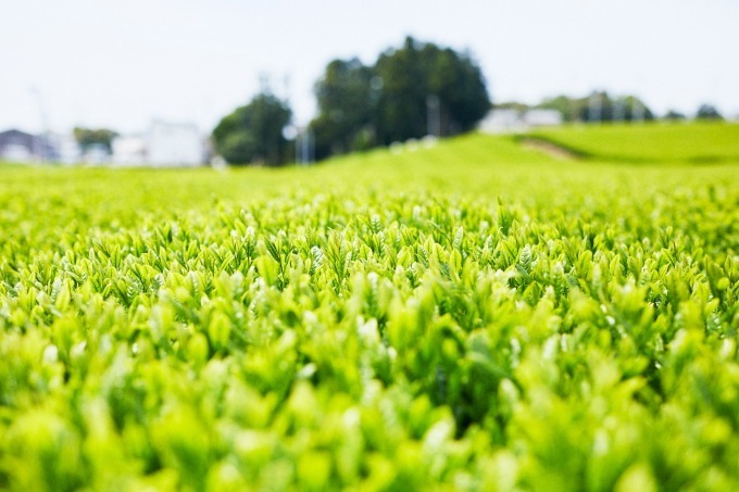 日本茶ティーサロン「カネジュウ農園」が表参道に、一番茶チーズホイップティーや桜煎茶で楽しむ茶の魅力｜写真11