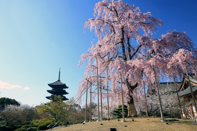 京都、東寺や平安神宮などの桜名所