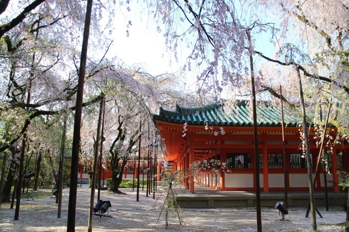 “京都で花見” - 東寺や平安神宮など桜名所を特集、夜桜を楽しめる夜間拝観情報も｜写真8