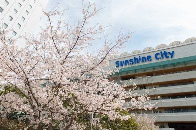 サンシャインシティでお花見 - フード＆ドリンクのキッチンカーが出店、桜を眺める春ピクニック｜写真16