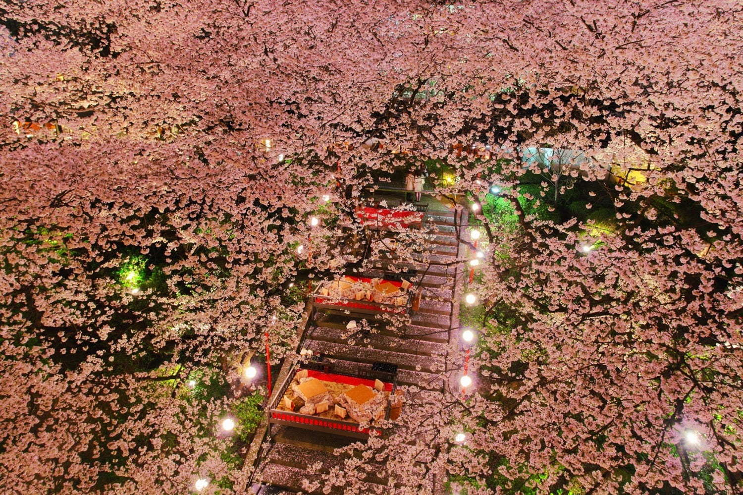 「高輪 桜まつり2019」 約210本の桜が日本庭園に、桜の下でこたつ＆花見料理