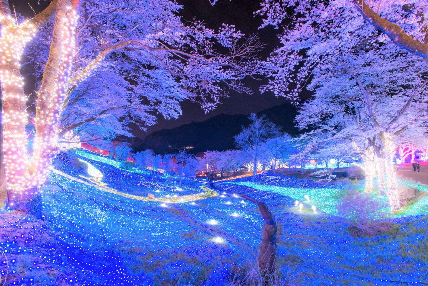 関東最大級2,500本の桜に包まれるお花見イベント「さがみ湖桜まつり」