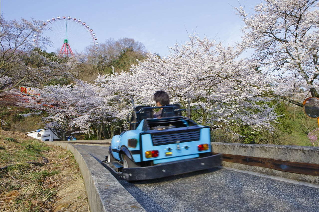 関東最大級2,500本の桜に包まれるお花見イベント「さがみ湖桜まつり」夜桜×光の競演も｜写真2