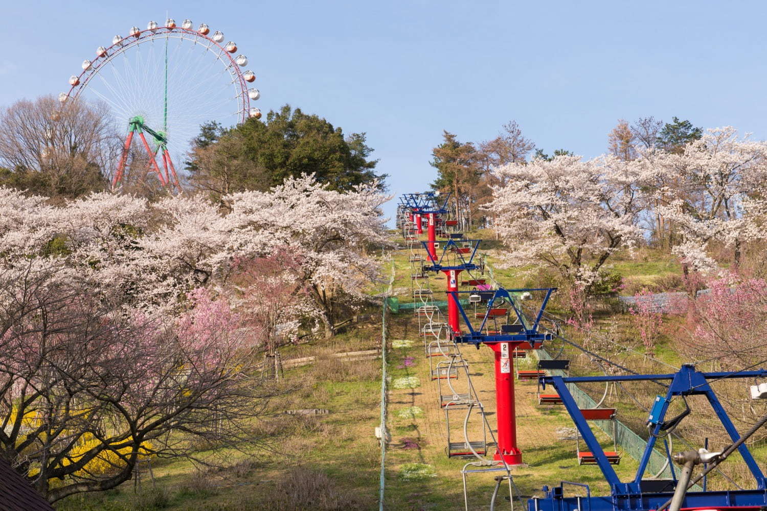 関東最大級2,500本の桜に包まれるお花見イベント「さがみ湖桜まつり」夜桜×光の競演も｜写真3