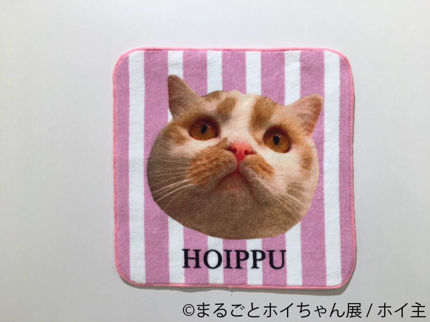 ねこ休み展スピンオフ「まるごとホイちゃん展」カレッタ汐留で、人気猫“ホイちゃん”の写真＆物販展｜写真16