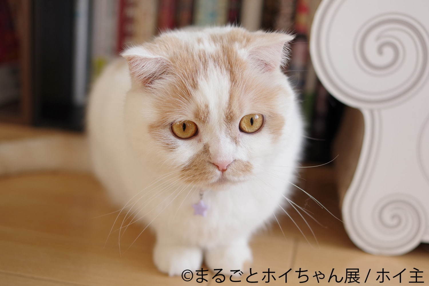 ねこ休み展スピンオフ「まるごとホイちゃん展」カレッタ汐留で、人気猫“ホイちゃん”の写真＆物販展｜写真2