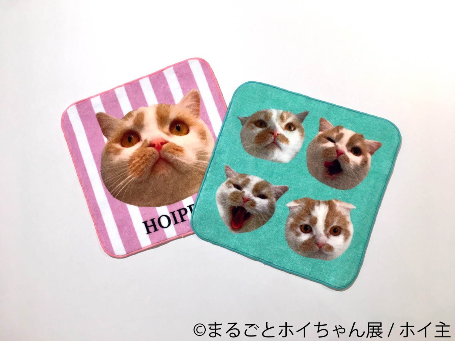 ねこ休み展スピンオフ「まるごとホイちゃん展」カレッタ汐留で、人気猫“ホイちゃん”の写真＆物販展｜写真14