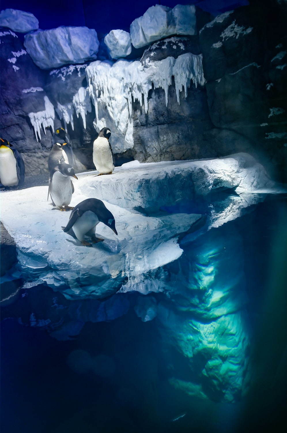 海遊館の新「南極大陸」水槽、氷の大陸＆青い海氷で水陸で暮らす“ペンギン”にフォーカス｜写真4