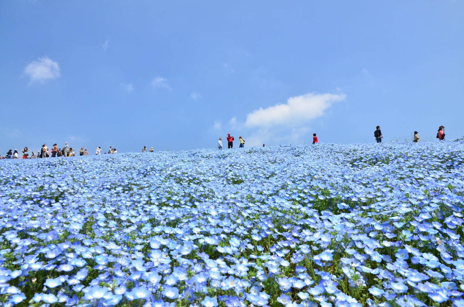 茨城・国営ひたち海浜公園、春の絶景「ネモフィラ」約530万本の“青い絨毯”が一面に｜写真1