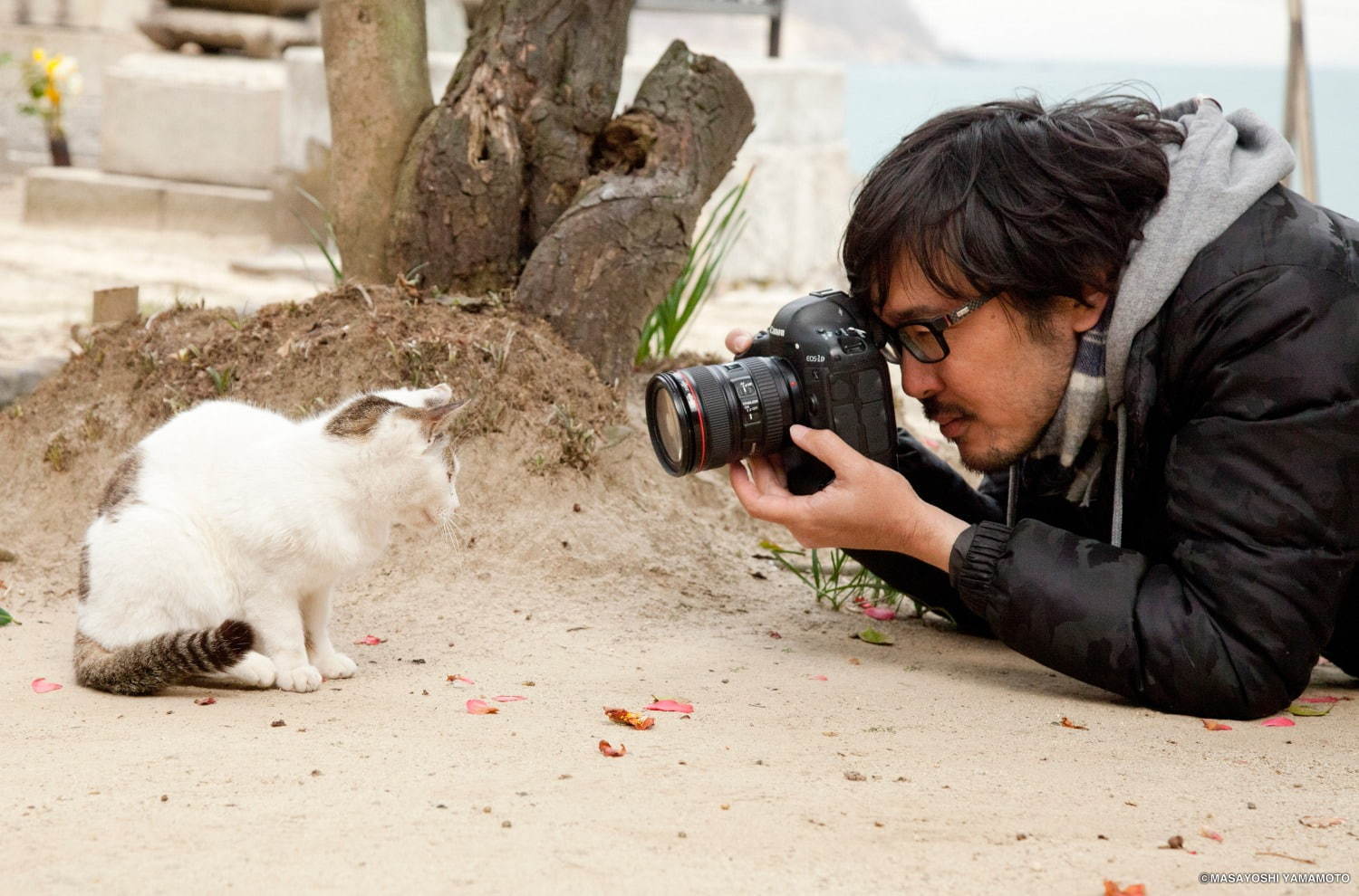 猫の写真＆グッズ展「ねこがかわいいだけ展」東京・大阪・横浜など全国7会場で開催｜写真3