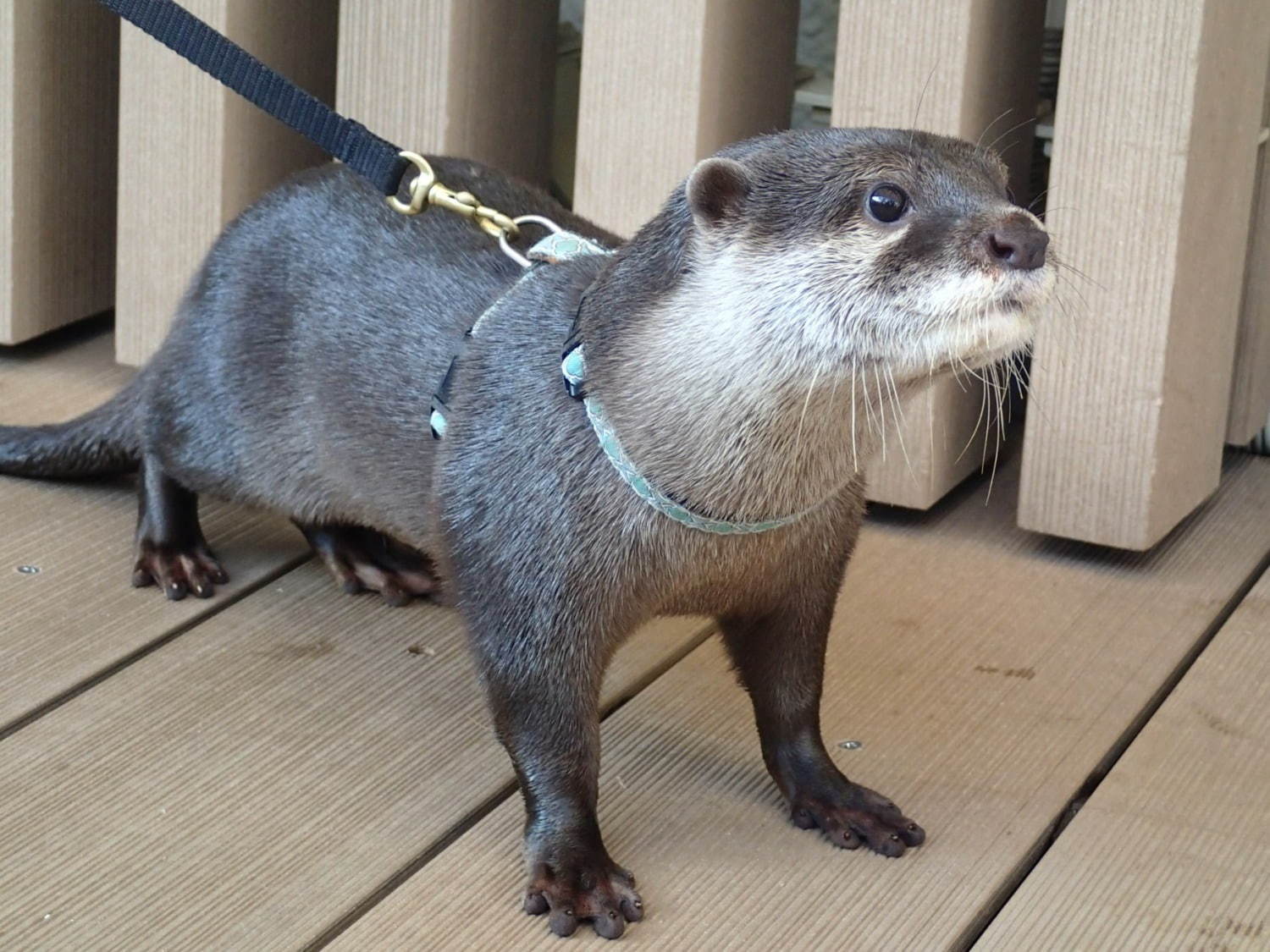 サンシャイン水族館の宿泊イベント「オトナ女子の夜ふかし水族館」水槽前でお泊まり＆間近で生き物観察｜写真3