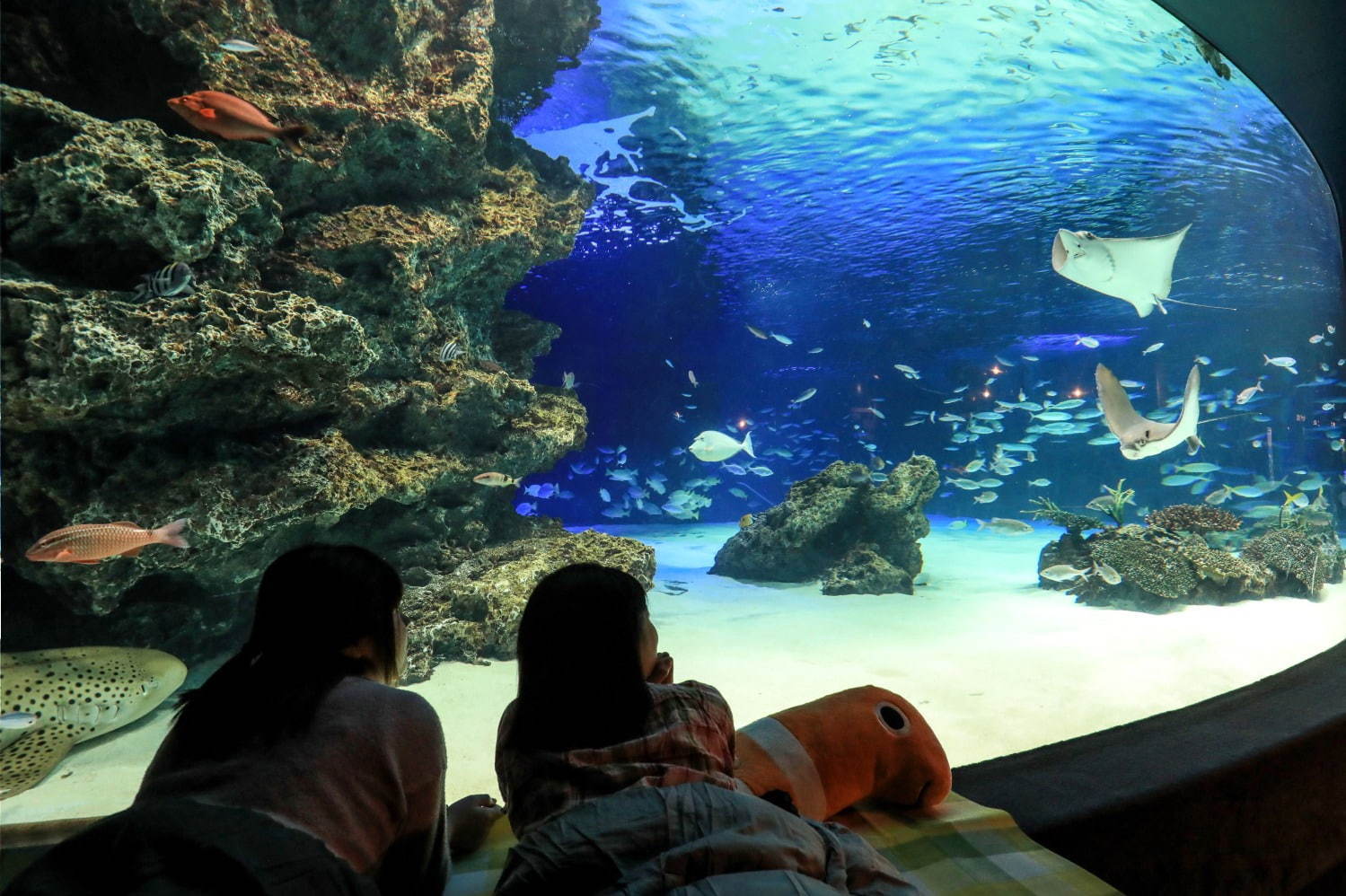 サンシャイン水族館の宿泊イベント「オトナ女子の夜ふかし水族館」水槽前でお泊まり＆間近で生き物観察｜写真1