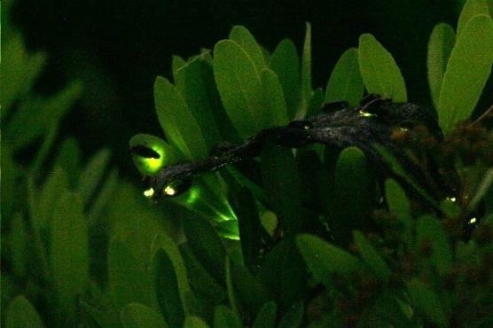 すみだ水族館でホタル鑑賞イベント「ホタルの夜」夜の水族館で楽しむ幻想的な光｜写真3