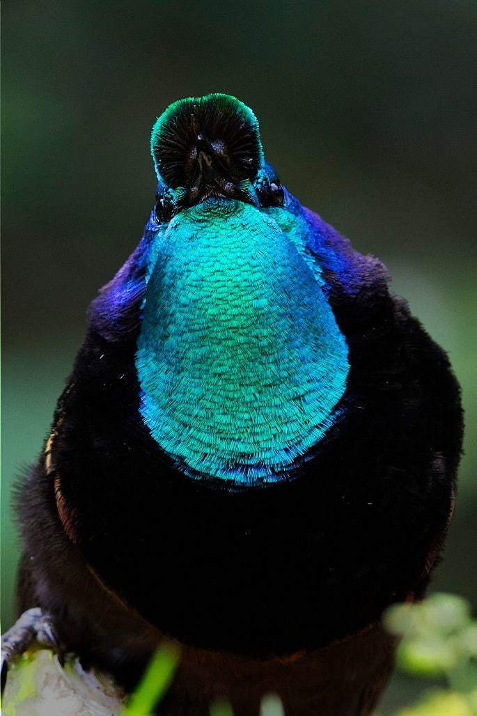 「嶋田 忠 野生の瞬間 華麗なる鳥の世界」東京都写真美術館で、野生の鳥の求愛ダンスを捉えた写真など｜写真3