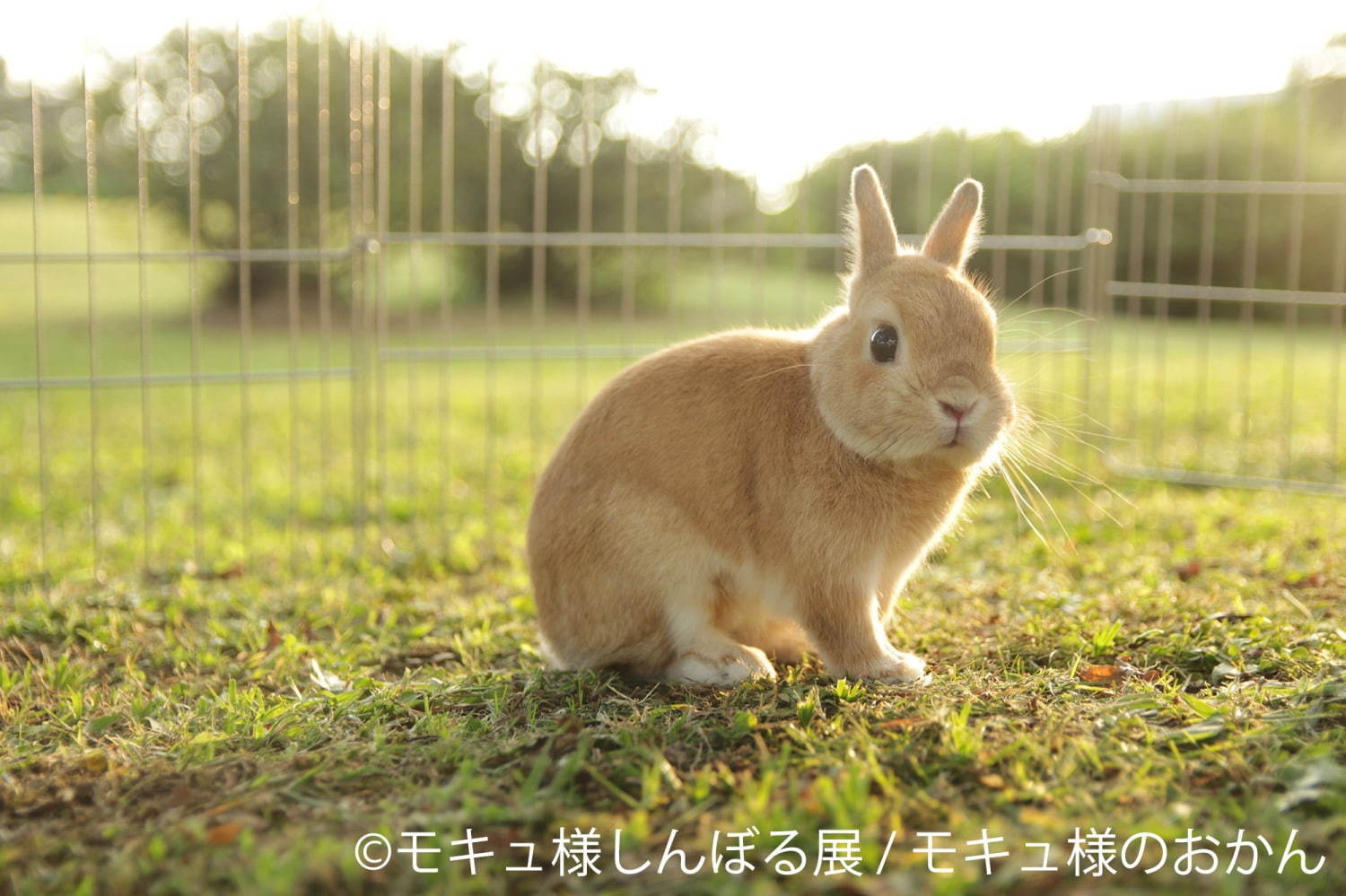 “うさぎ界の神”「モキュ様しんぼる展 in 東京」10年の軌跡を辿る単独展、会場限定グッズも｜写真8