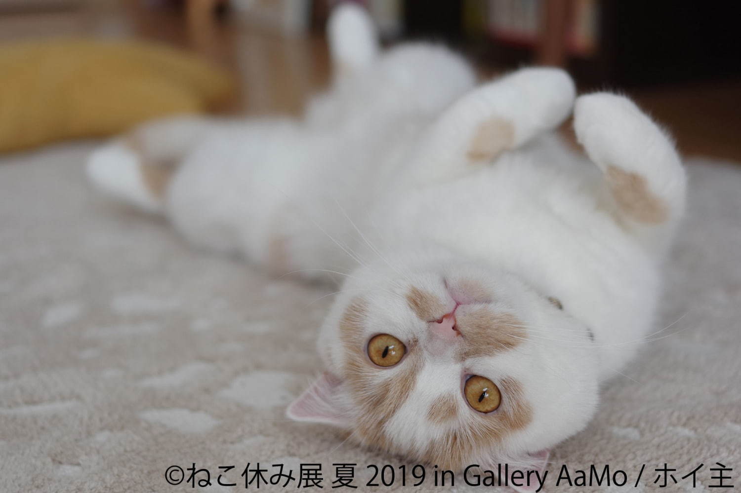 「ねこ休み展 夏 2019」東京ドームシティで、夏の新作展示＆お化け屋敷テーマの限定CG映像も｜写真7