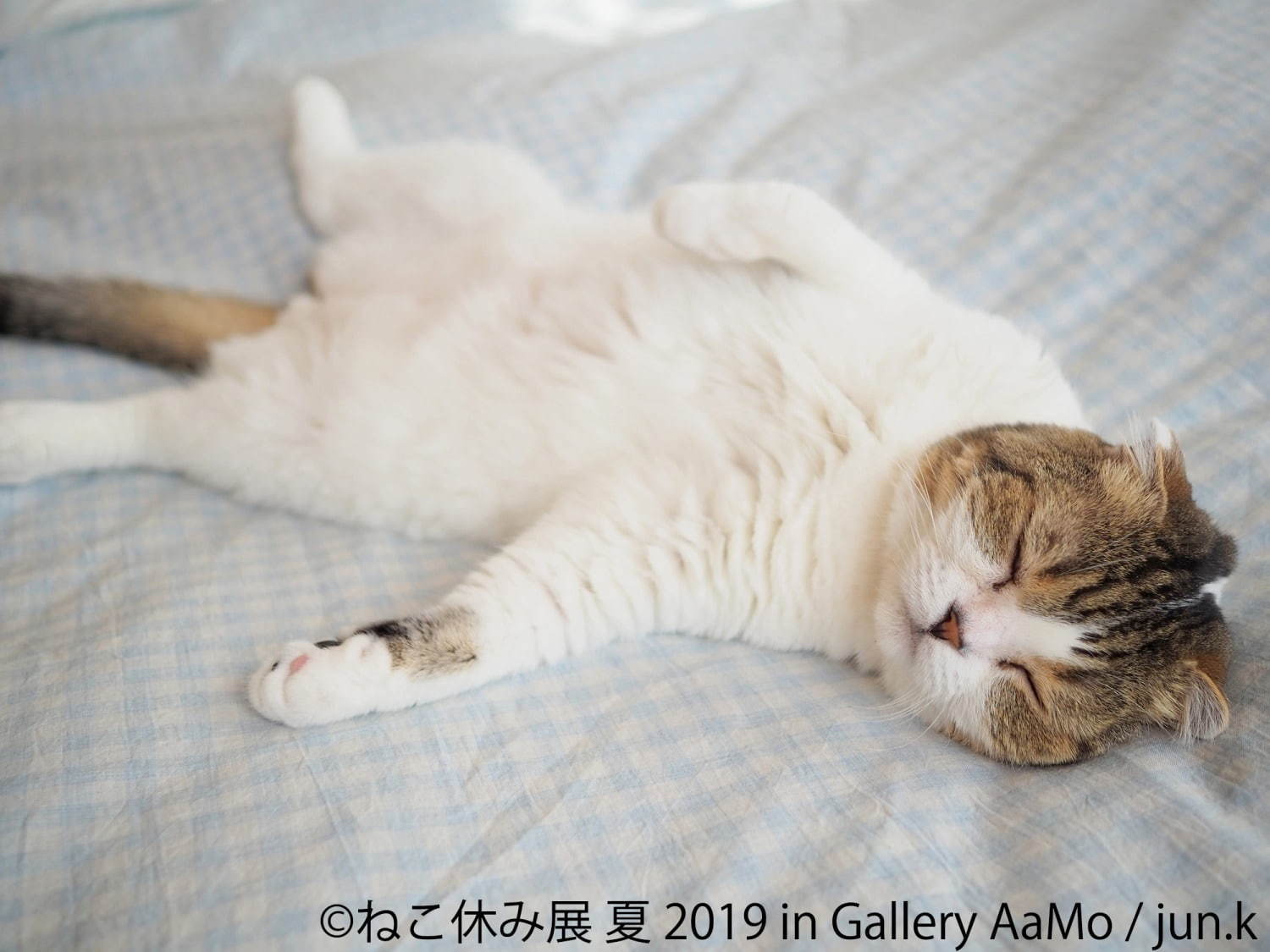 「ねこ休み展 夏 2019」東京ドームシティで、夏の新作展示＆お化け屋敷テーマの限定CG映像も｜写真2