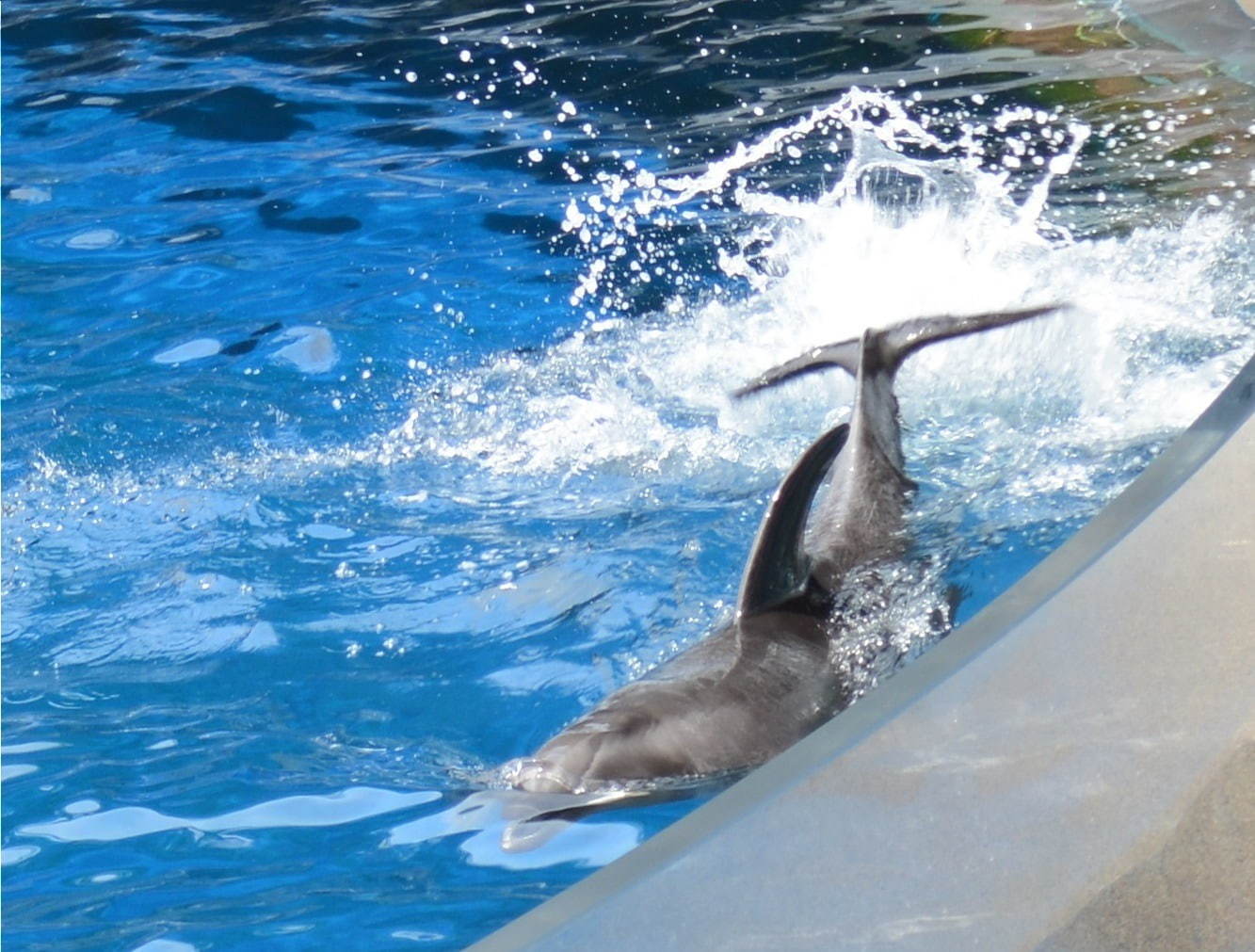 京都水族館の夏限定アトラクション「バッシャーン!!」水のカーテンやイルカパフォーマンスでずぶ濡れに｜写真4