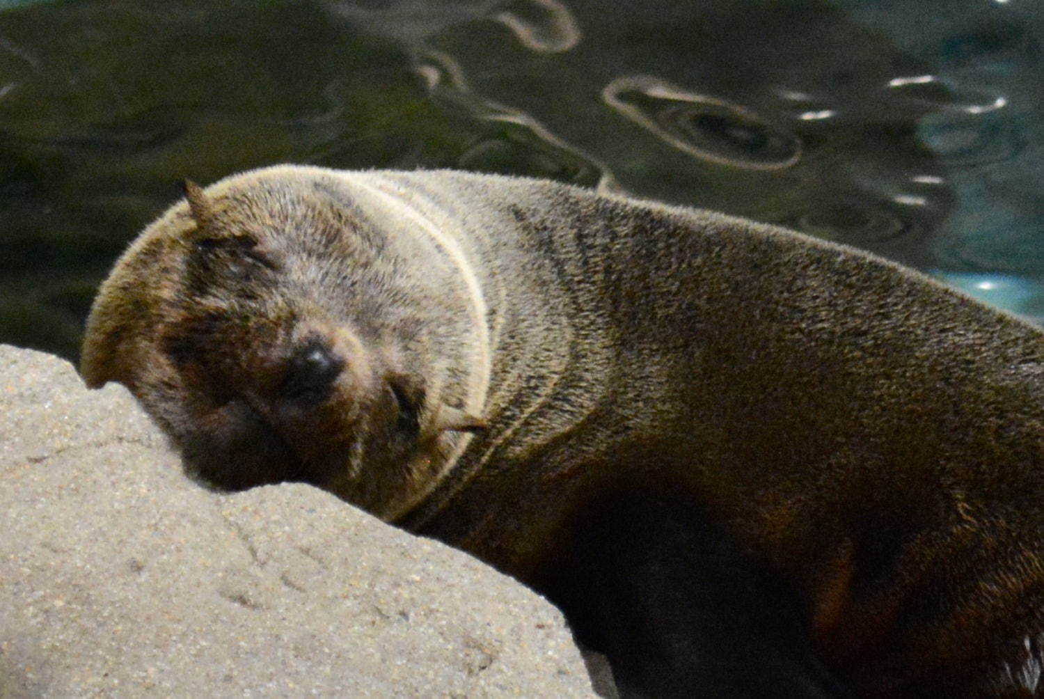 京都水族館「夜のすいぞくかん」ペンギンの寝顔を観察＆幻想的な光溢れる劇場型イルカパフォーマンス｜写真6