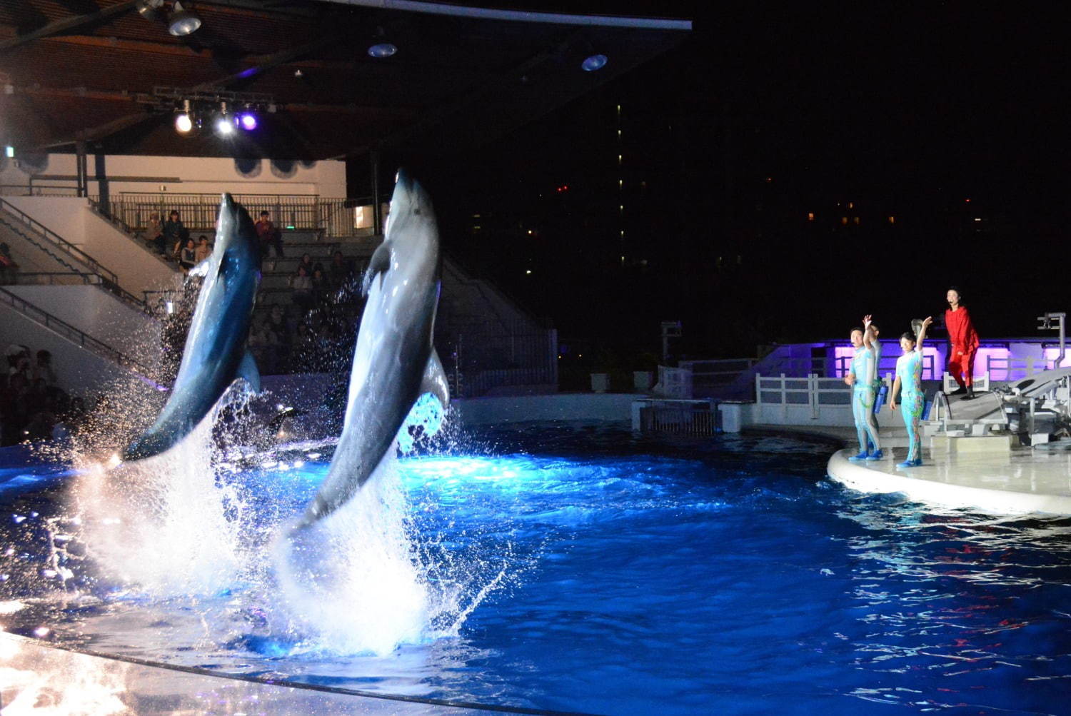 京都水族館「夜のすいぞくかん」夜の生き物観察&amp;劇場型イルカショー