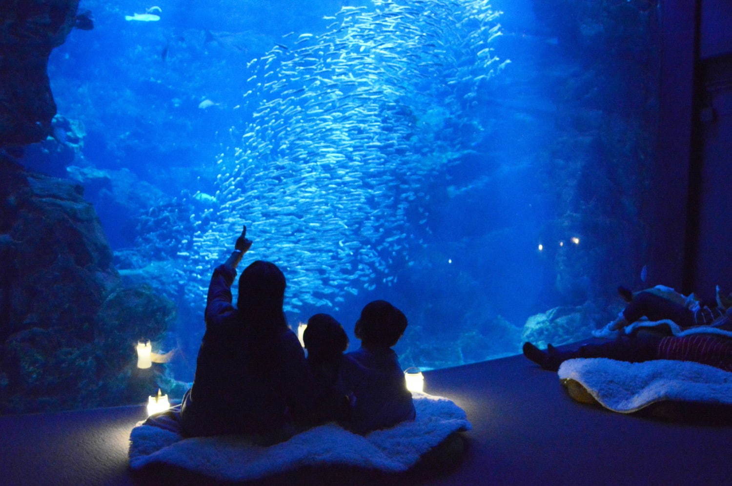 京都水族館「夜のすいぞくかん」ペンギンの寝顔を観察＆幻想的な光溢れる劇場型イルカパフォーマンス｜写真5