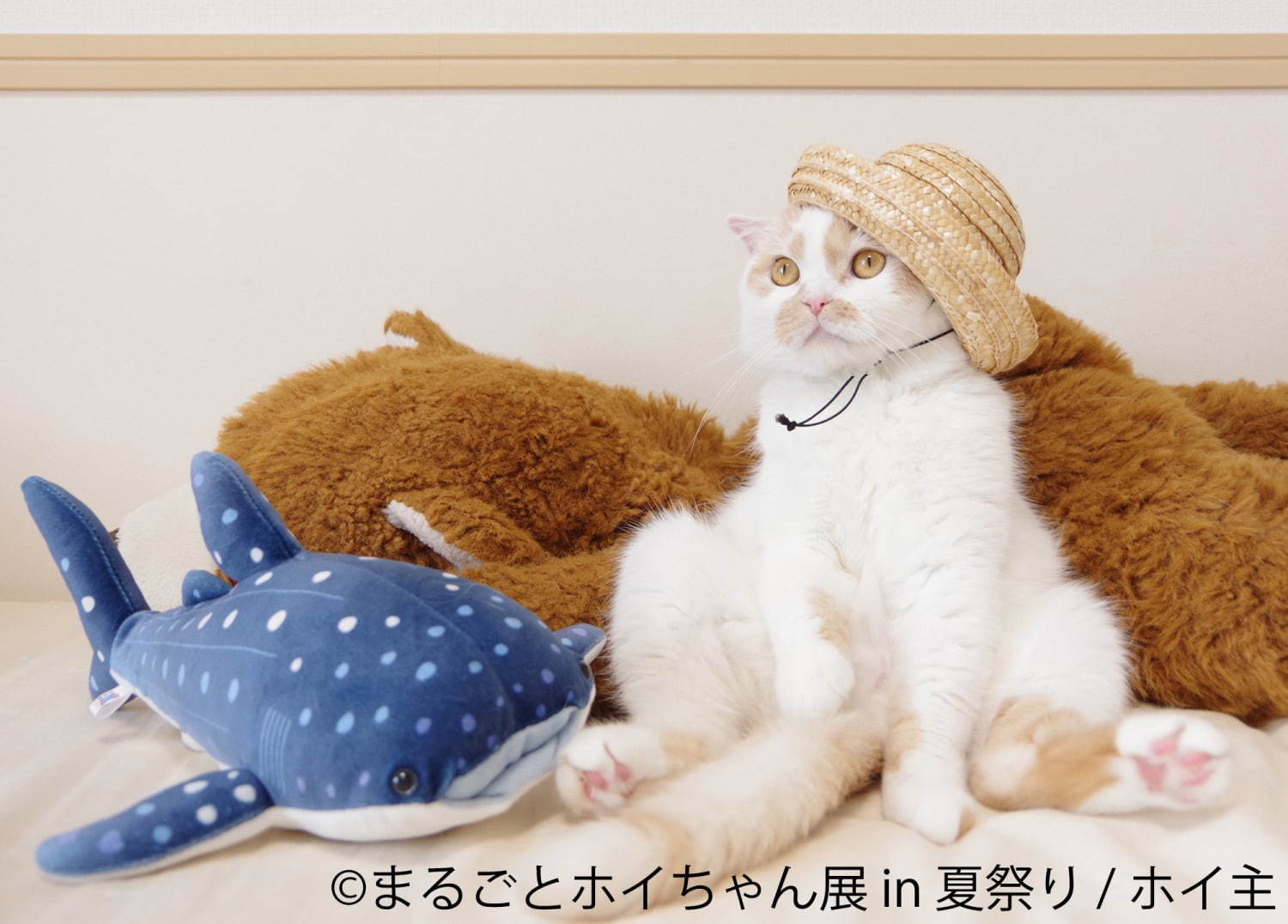 ねこ休み展スピンオフ「まるごとホイちゃん展」“夏祭り”がテーマの写真＆物販展、浅草で開催｜写真1