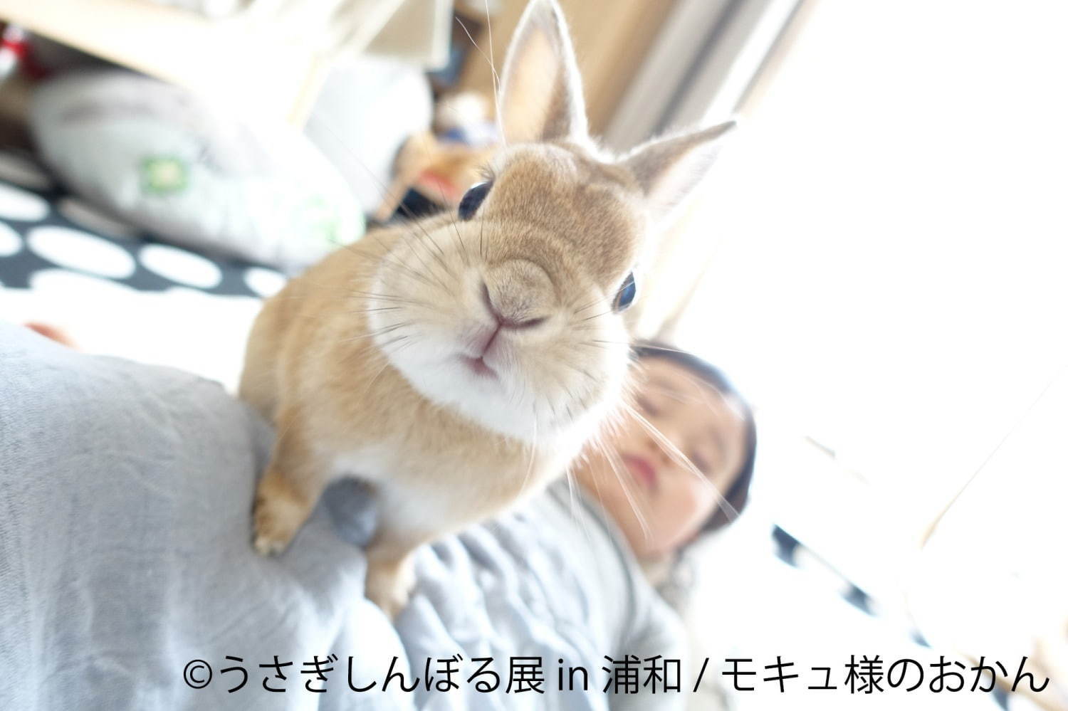 うさぎの合同写真＆物販展「うさぎしんぼる展」埼玉・浦和パルコで、ぬいぐるみなど限定グッズも｜写真1