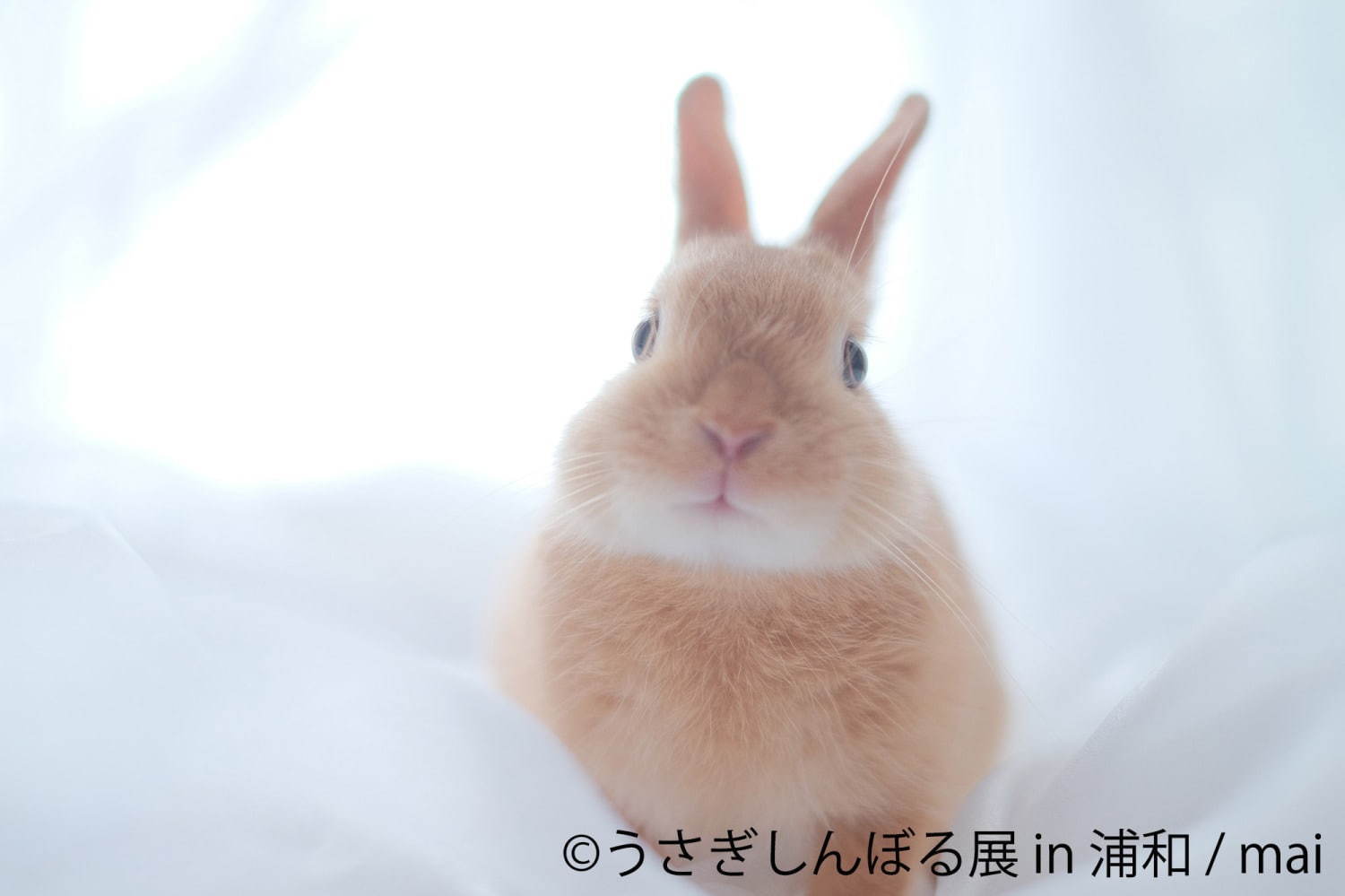 うさぎの合同写真＆物販展「うさぎしんぼる展」埼玉・浦和パルコで、ぬいぐるみなど限定グッズも｜写真11