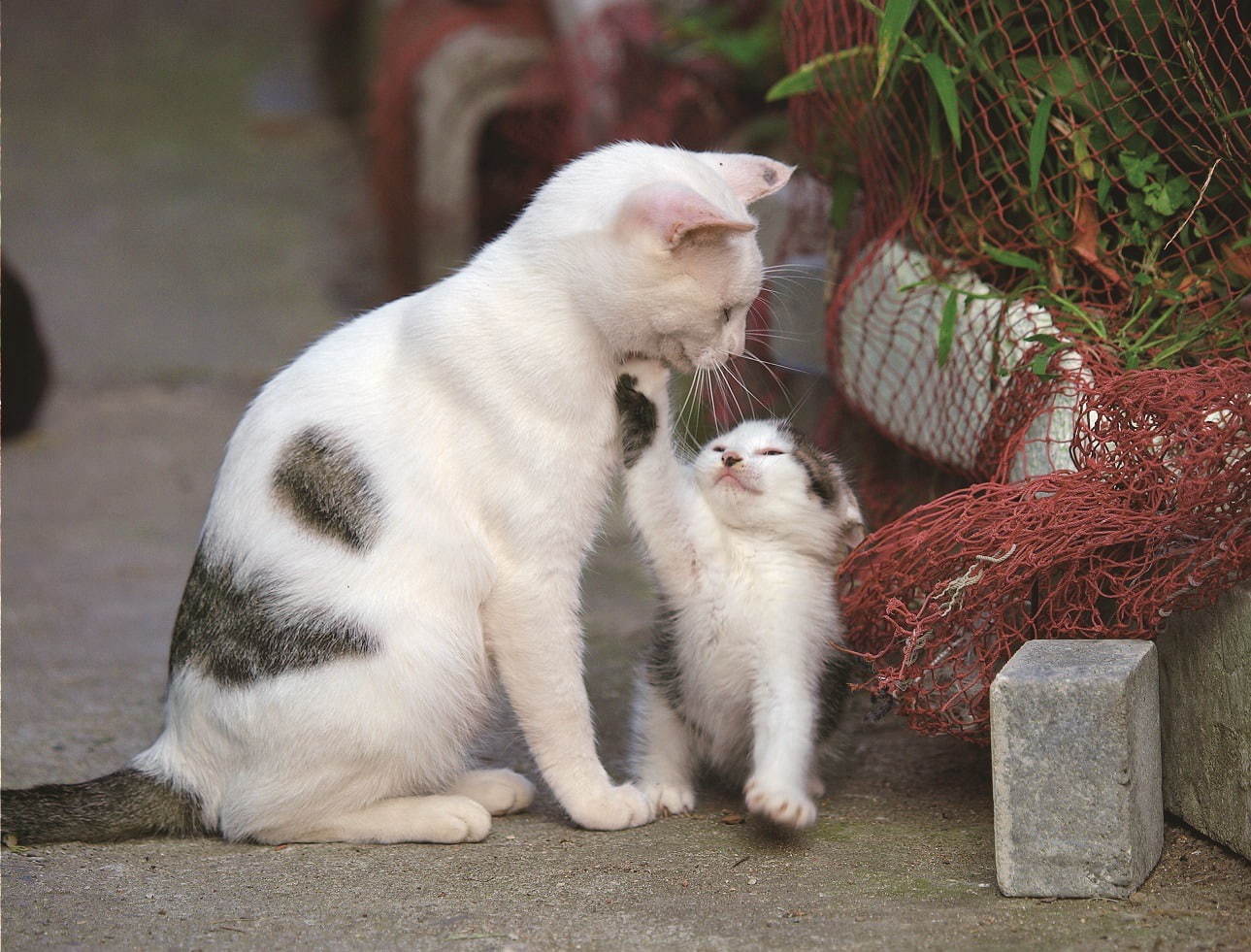 「岩合光昭写真展 こねこ」京都駅ビル内美術館「えき」KYOTOで、世界各地域の“こねこ”約150点｜写真2