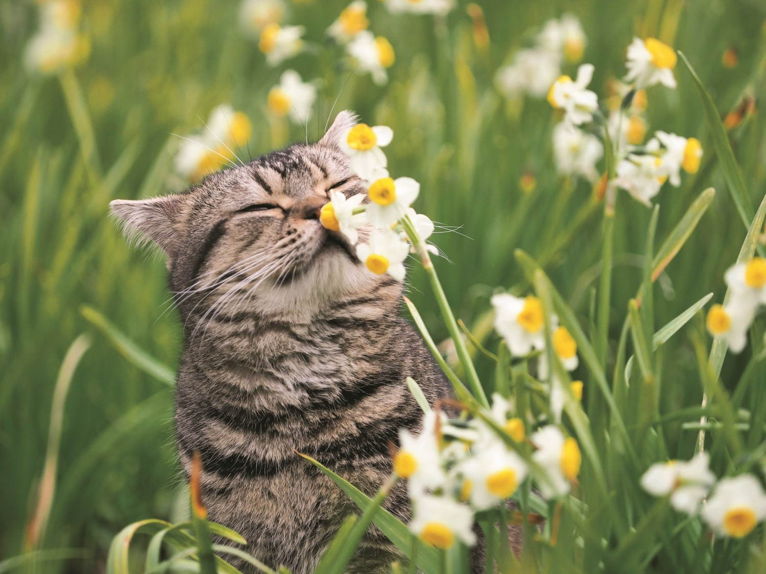 岩合光昭写真展 「ねことじいちゃん」大丸神戸店で、人気映画の撮り下ろし約160点＆物販も｜写真2